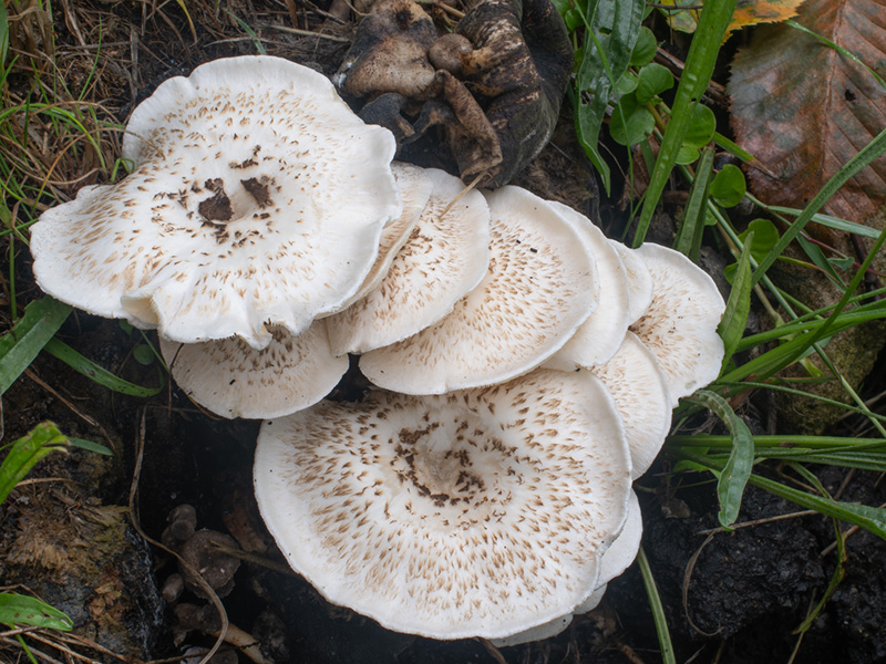 Lentinus tigrinus
